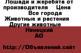 Лошади и жеребята от производителя. › Цена ­ 120 - Все города Животные и растения » Другие животные   . Ненецкий АО